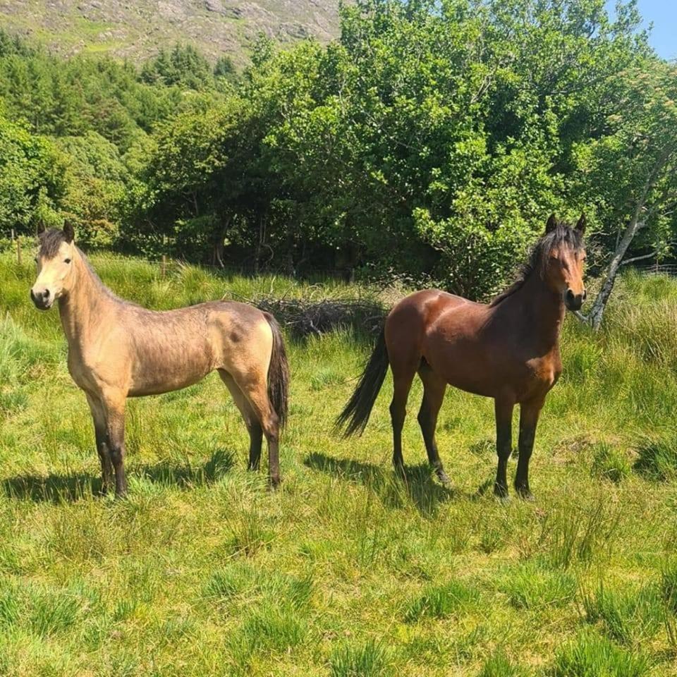 Rosies Cabin Maum Galway Exterior photo